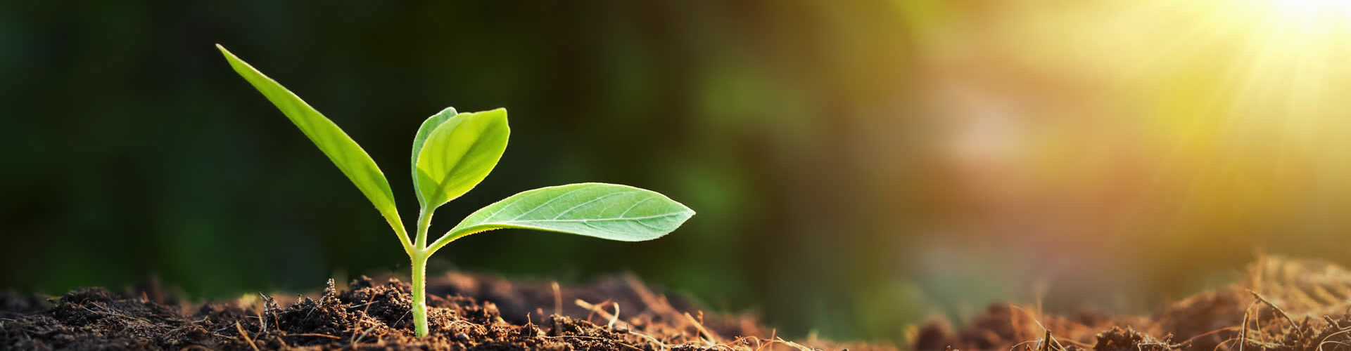 Eine zarte Pflanze im Wachstum repräsentiert hier Nachhaltigkeit